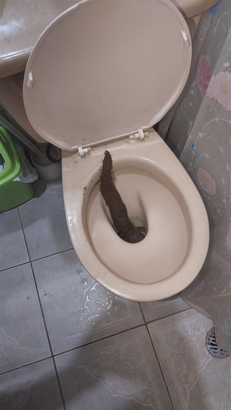 bbw toilet scat